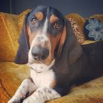 @herbertcorneliusduke - Instagram