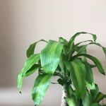Mr. Herbert C. Plant & Friends - @herbert_cornelius_plant - Instagram