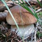 Herbert Dietz - @dietzherbert - Instagram