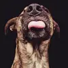 wuffi - @herbertdietzel - TikTok