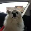 Dodger - @dodgerherbst - TikTok