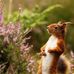 Herbert Englich - Facebook