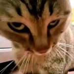 Herbert Escobar - @cynos666 - Instagram