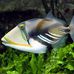 Herbert Fish - Facebook
