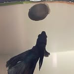 Herbert the Betta fish - @herbetta_cu - Instagram