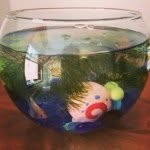 Herbert The Fish - @herbert_the_fish - Instagram