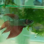 Herbert the fish - @herbertthefish_ - Instagram