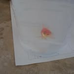 herbert the gold fish - @herbertthegoldfish - Instagram