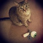 Herbert Fletcher - @tyrannosaurusdestructor - Instagram