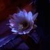 Herbert Graham - Facebook