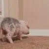 Hogan Herbert - @hogan.herbert13 - TikTok