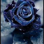 Herbert Holstein - @aarosnds - Instagram