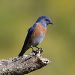 Herbert Law - @photo.birdo - Instagram