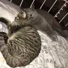 Herbert,Sissi,Major - @kittislife - TikTok