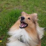 Herbie - @major_herbert_withnail - Instagram