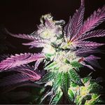 @majorsherbert - Instagram
