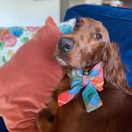 Bailey Taylor Herbert Wyatt McGee - @baileyfancypantsmcgee - Instagram