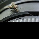 @herbertmiles - Instagram