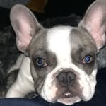 Herbert Montgomery Piggott 🐶 - @herbiefrenchie - Instagram