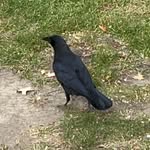 Herbert Montgomery Weisly - @indigoimpact3 - Instagram