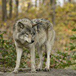 Herbert Murphy - @herbert_thewolf - Instagram