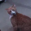 Herbert Murphy - @herbert.the.cat.tiktok - TikTok