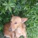 Herbert Oliphant - Facebook