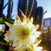 Herbert Oliphant - Facebook