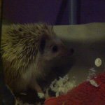 Herbert O'Neil - @herbert.the.hedgehog - Instagram