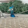 Bert the Peacock - @peacockbert - TikTok