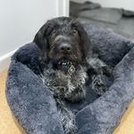 Herbie 🐾 - @hairypointerherbert - Instagram