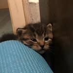 Meow… - @polkadot_and_herbert - Instagram