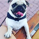 Herbert Richard - @herbertrichard_dog - Instagram