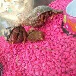 Connies pets - @herbert_rockford_crabs - Instagram