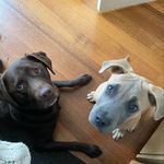 Amy Clare Knight - @rufus_and_herbert - Instagram