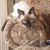 Herbert Schachter - Facebook