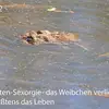 Herbert Schiller635 - @herbertschiller63 - TikTok