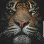 Herbert Schneider - @timbradoherbert - Instagram