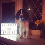 Herbert The Springer Spaniel - @herbertthespaniel - Instagram
