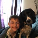 @herbert_theenglishspringer - Instagram