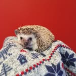 Herbert Stockton Stone - @herbertstockton - Instagram