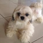 leonardo - @herbert_urbano - Instagram
