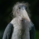 @herbert.der.vogel.mit.f - Instagram