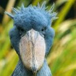 vogel Herbert - @vogelherbert.privat - Instagram