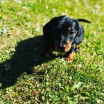 Herbert - @herbert_wolfgang_amadeus - Instagram