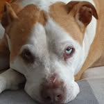 Herbert Wolf - @herbert.wolf.982 - Instagram