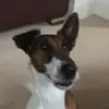Herbie - @herbie.foxterrierxx - TikTok