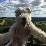Herbie! - @herbiethefoxterrier - Instagram