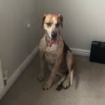 @herbie_thefoxhound - Instagram