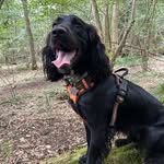 Herbie Smith - @herbie_cocker - Instagram